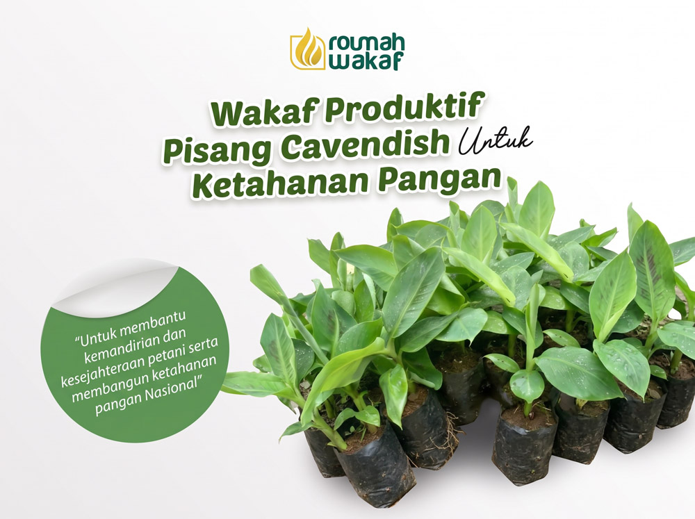 Wakaf Produktif Pisang Cavendish